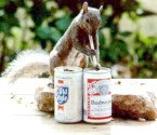 CHEAP BEER SQUIRREL