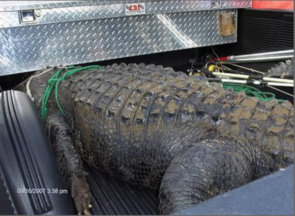 Crocodile Takes an Arm