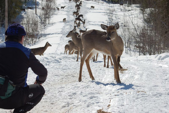 Deer on a snowmobile trail
