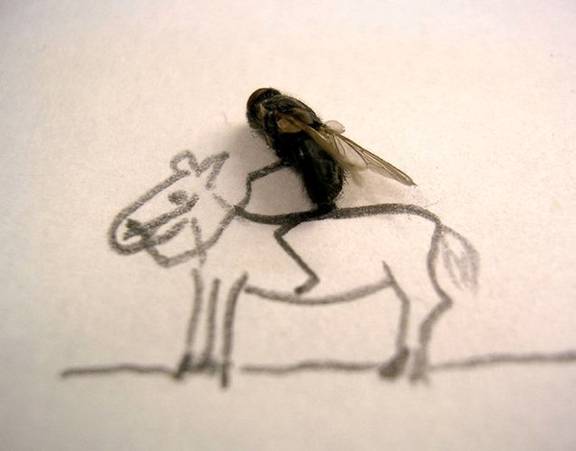 Dead House Fly Art Humor