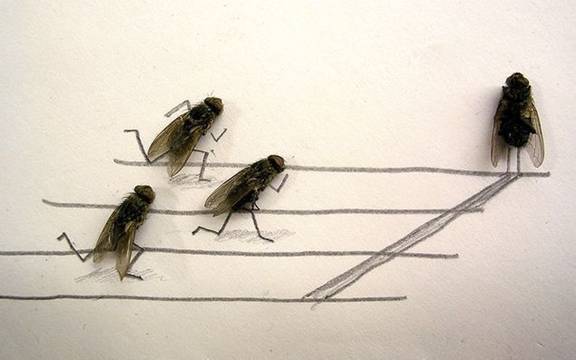 Dead House Fly Art Humor