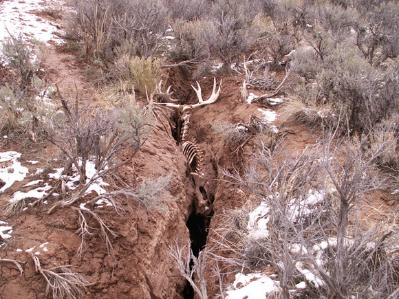 Moose That Fell Into A Crack