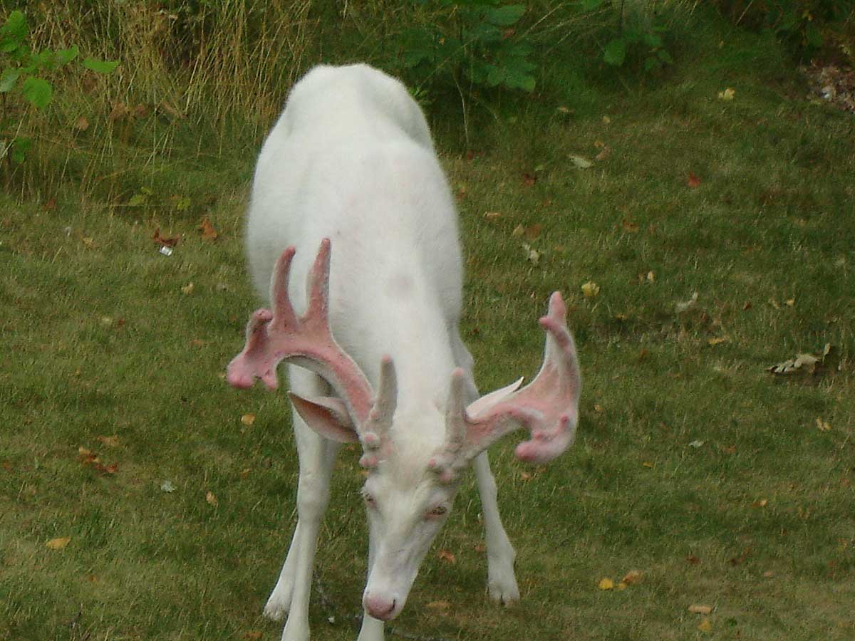 Albino Whitetail Deer in Northern Wisconsin